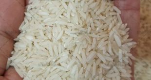 قیمت برنج صدری دم سیاه