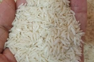 قیمت برنج صدری دم سیاه